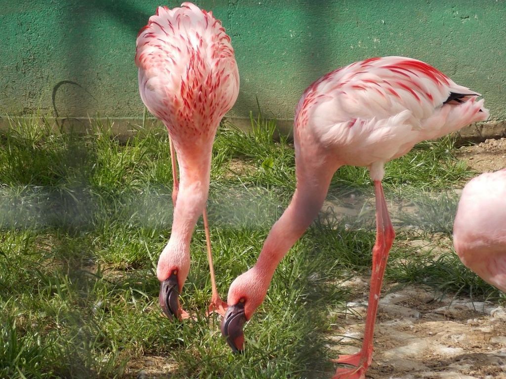 animal themes, flamingo, animals in the wild, bird, water, animal wildlife, day, nature, outdoors, no people, mammal, close-up