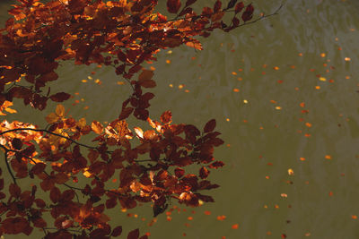 Close-up of autumn leaves on plant