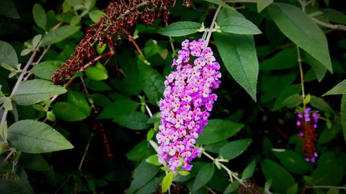 Close-up of purple flowers blooming outdoors