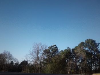 Low angle view of trees against clear blue sky