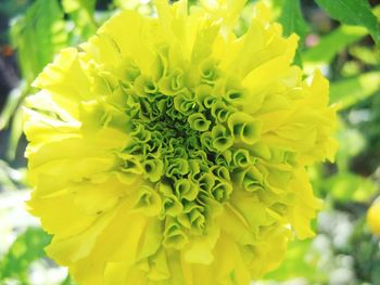 Close-up of yellow flower