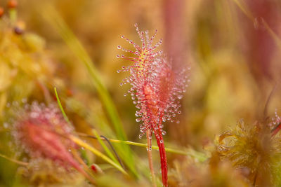 Close-up of wet flower