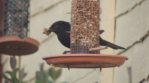 Low angle view of blackbird on feeder