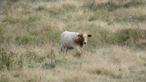 Sheep on field