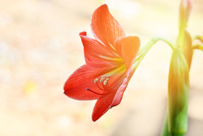 Close-up of orange day lily