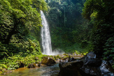 Scenic view of waterfall in forest
