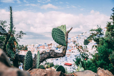 Close-up of plant against buildings in city