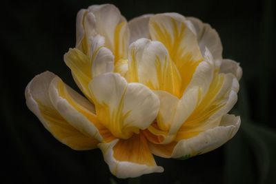 Close-up of yellow flower against black background