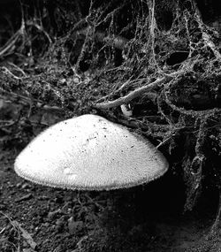 Close-up of mushroom growing on field
