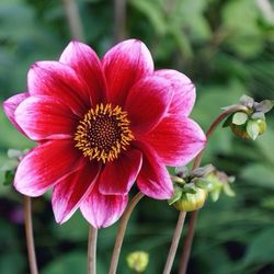 Close-up of pink flower