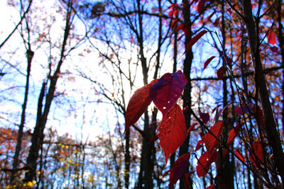 Low angle view of trees against sky