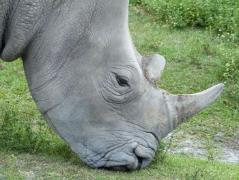 Close-up of rhinoceros grazing on field