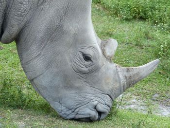 Close-up of elephant