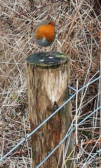 Close-up of bird perching on metal