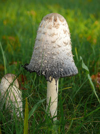 Close-up of mushroom growing on grassy field