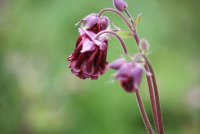 Close-up of flower against blurred background