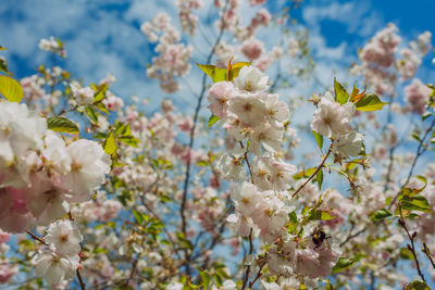 Close-up of white cherry blossoms