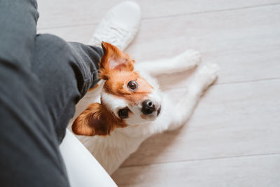 Young woman at home using mobile phone, cute small dog besides. work from home concept