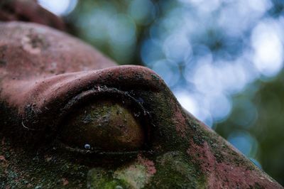 Close-up of rusty