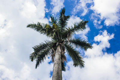 Low angle view of palm tree against sky