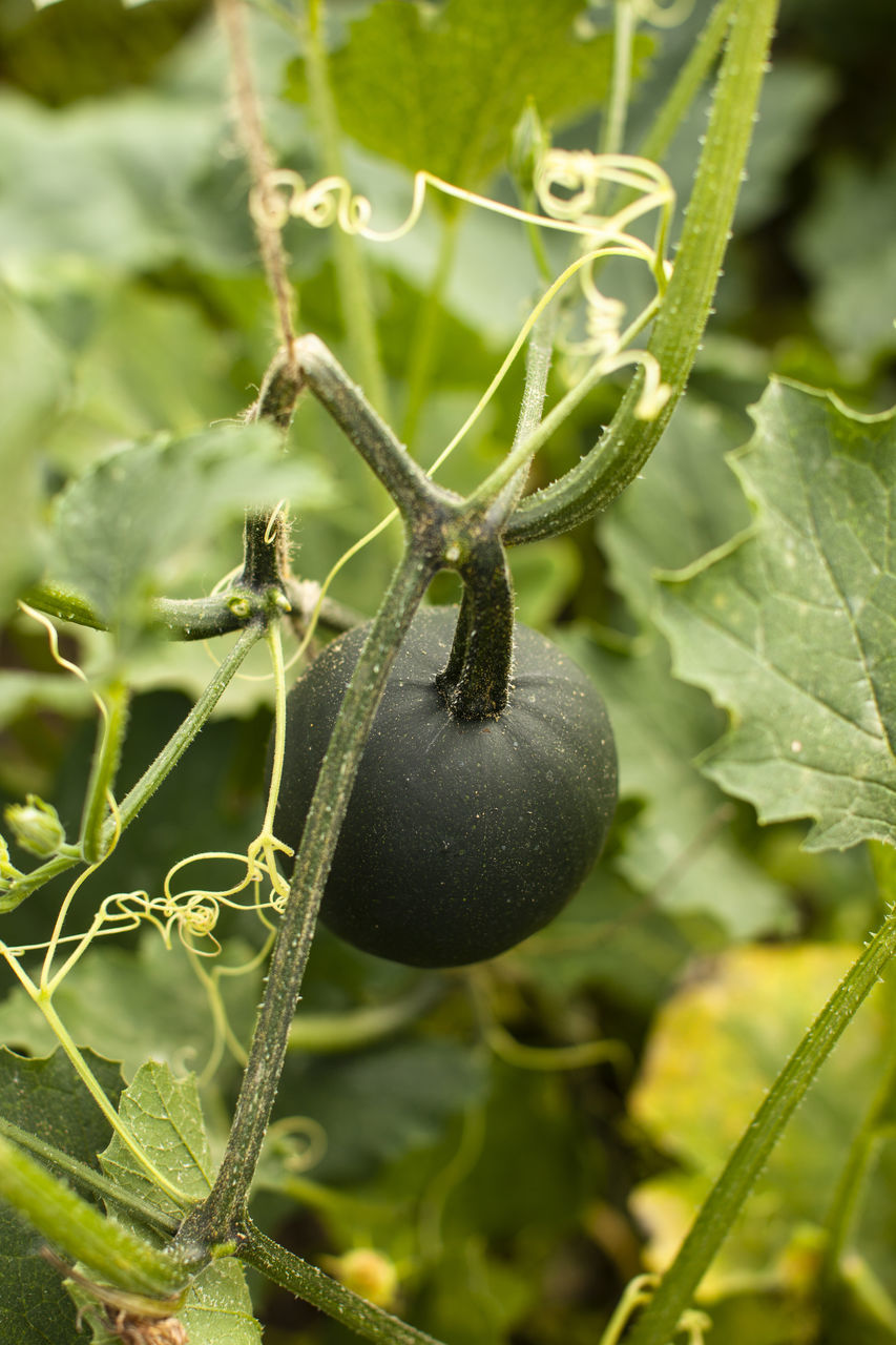 CLOSE-UP OF FRUIT