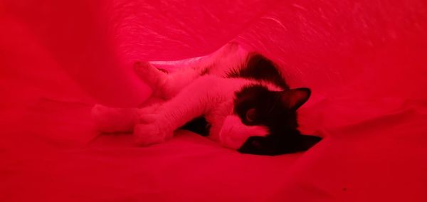 Close-up of a cat sleeping on bed