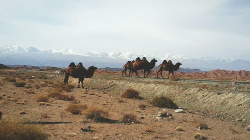 Bactrian camels walking on arid landscape against sky