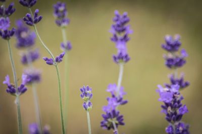 Close-up of purple flowers blooming outdoors