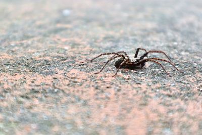 Close-up of spider