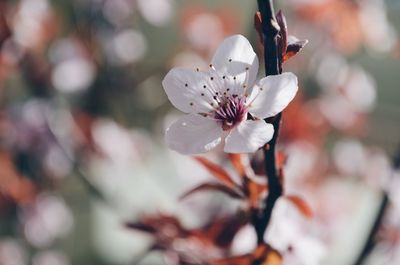 Close-up of white flowers