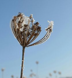 Low angle view of trees against clear blue sky