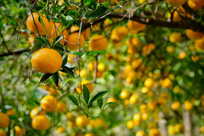 Close-up of orange tree