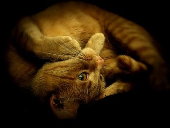 Close-up portrait of a cat