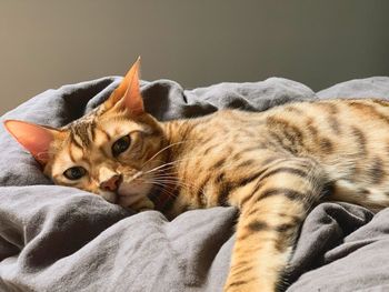 Cat lying on bed