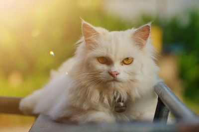 Close-up portrait of white cat