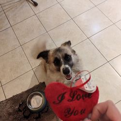 pet