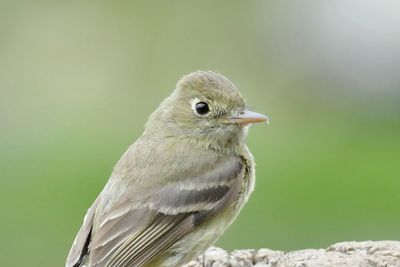 Close-up of bird perching outdoors