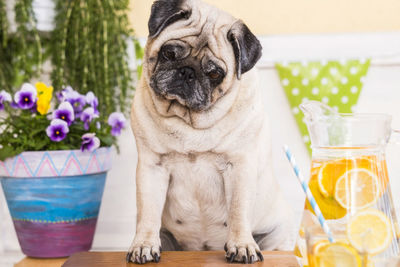 Portrait of dog sitting by juice jug