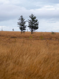 Tree on field against sky