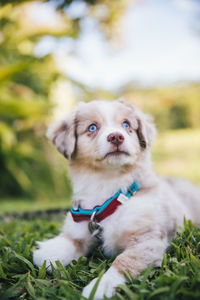 Portrait of dog