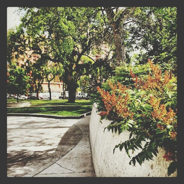 tree, transfer print, growth, auto post production filter, plant, nature, sunlight, park - man made space, built structure, green color, day, branch, shadow, outdoors, leaf, footpath, building exterior, tranquility, architecture, no people