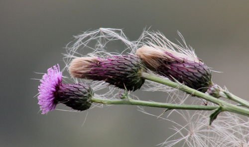 Close-up of purple flowers