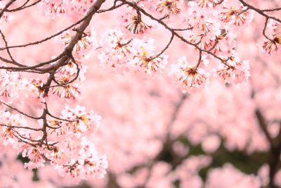 Low angle view of pink cherry blossoms in spring