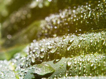 Close-up of raindrops on leaves