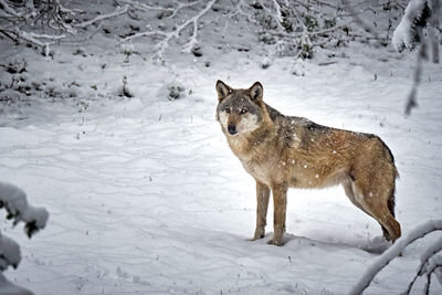 Dog standing on snow covered land