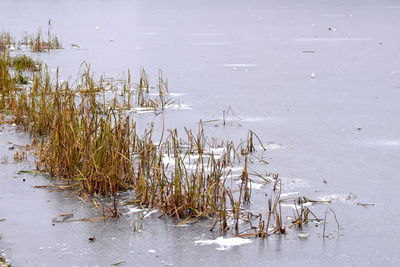 High angle view of plants by lake during winter