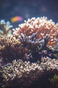 Close-up of coral in water