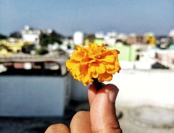 Close-up of hand holding yellow flower