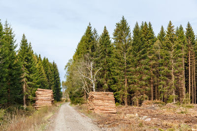 Footpath amidst trees in forest against sky