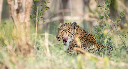 Leopard sitting amidst plants